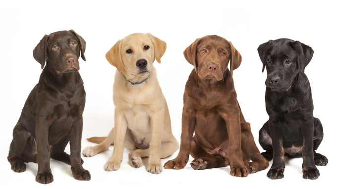 4 different colored Labrador puppys!