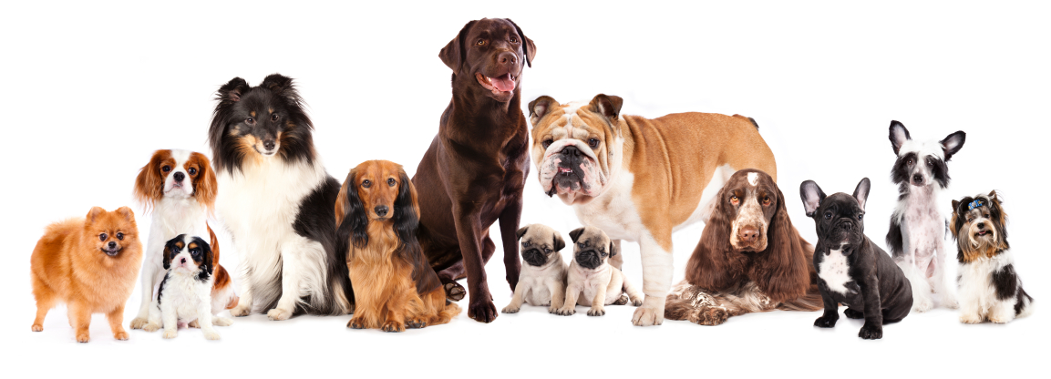 Group of dogs sitting in front of a white background