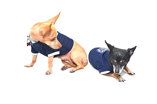 Dooty Free Dog Waste Removal Chihuahuas